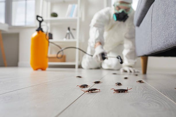 Commercial Kitchen Cockroach Control in Big Pine Key